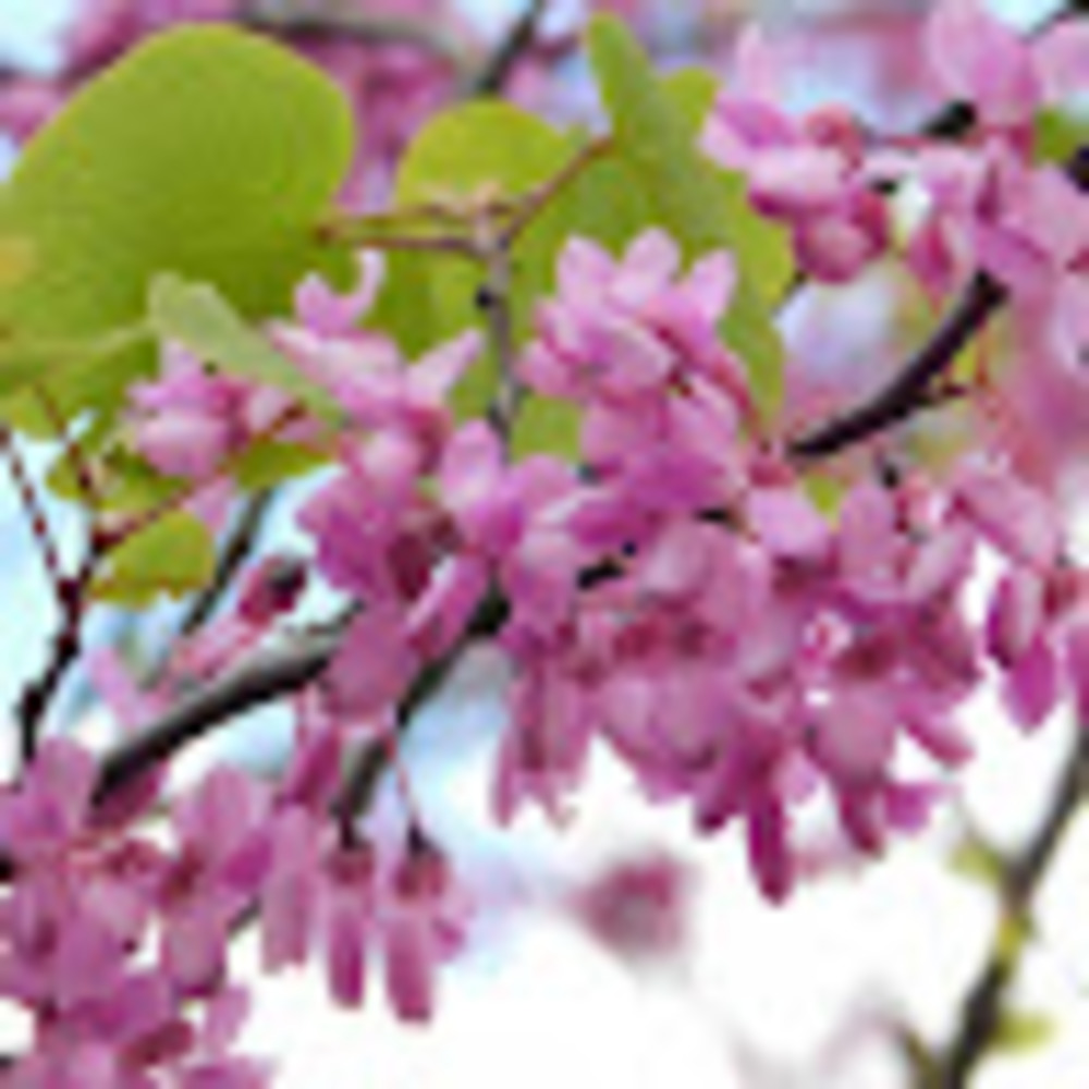 Meet your Posher, Pumpkin